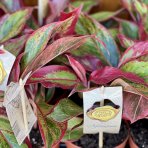 Aglaonema (Chinese Evergreen) ´CRETE FLAME´ - výška 15-20 cm, kont. C1L